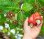 Do you like cashew nuts?  How about the cashew fruit?