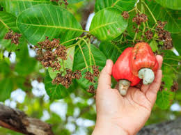 Do you like cashew nuts?  How about the cashew fruit?