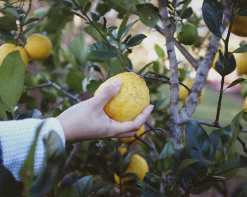 Have you ever heard of a ‘swivel sweet’ fruit?